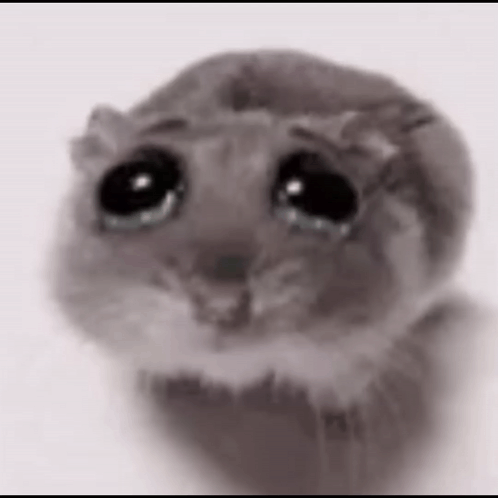 Sad hamster
